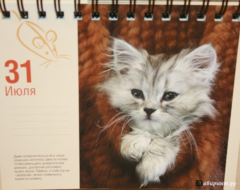 Иллюстрация 18 из 37 для Календарь "Котики. Лучшие кото-фото. 365 дней в году", универсальный - Евгения Гюнтер | Лабиринт - сувениры. Источник: Остапчук  Дарья