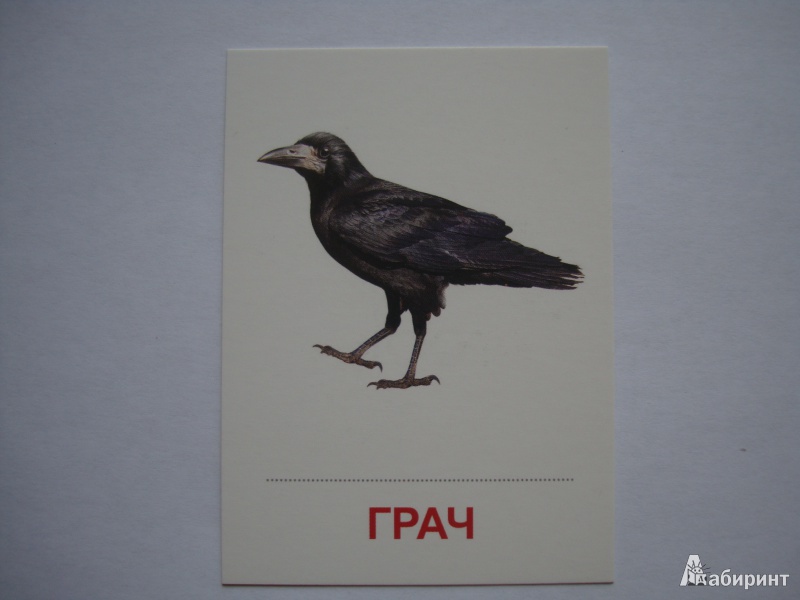 Иллюстрация 7 из 27 для Раздаточные карточки "Птицы России" (63х87 мм) | Лабиринт - книги. Источник: Борисова  Алла