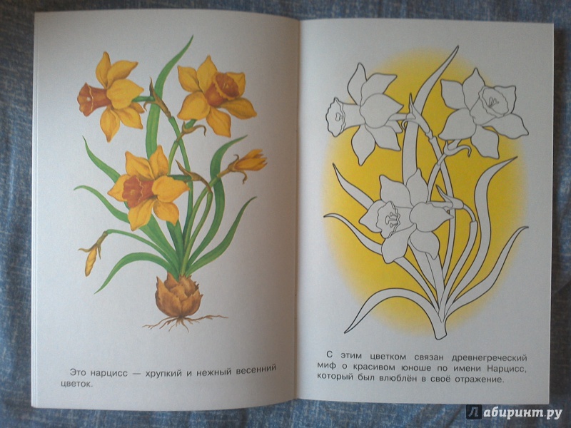 Иллюстрация 13 из 33 для Раскраска "Садовые цветы" | Лабиринт - книги. Источник: Ленивка