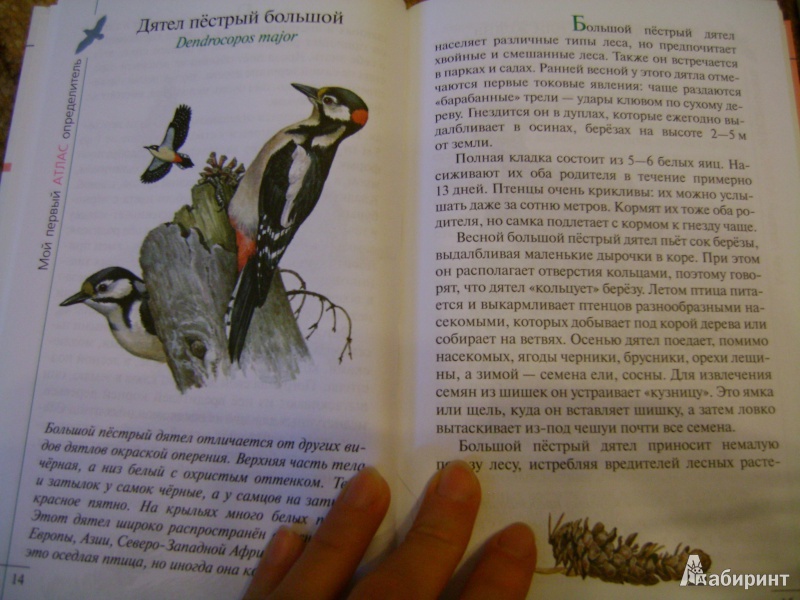 Иллюстрация 7 из 38 для Птицы леса - Бровкина, Сивоглазов | Лабиринт - книги. Источник: anchutka