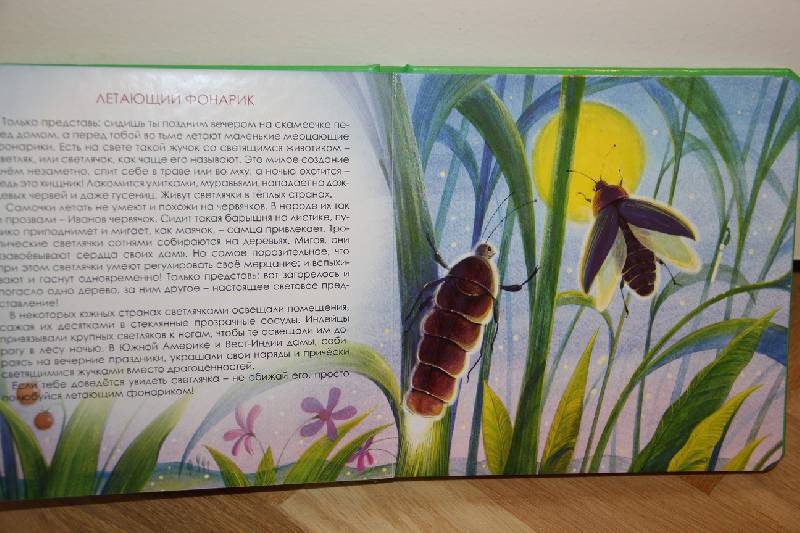 Иллюстрация 5 из 11 для Какие бывают насекомые - Юлия Шенгелая | Лабиринт - книги. Источник: Vilvarin  Laurea