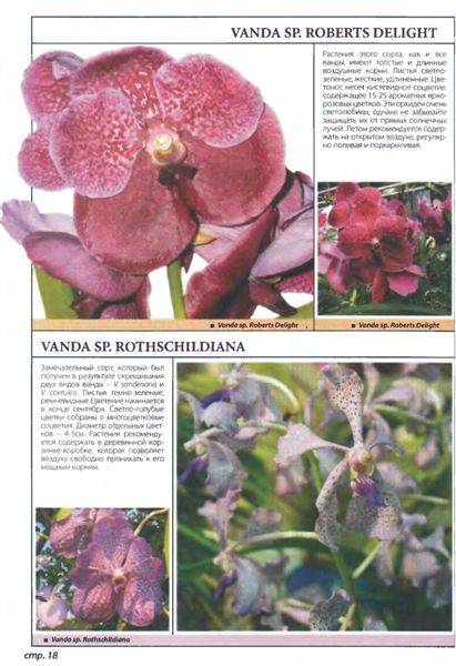 Иллюстрация 4 из 21 для Самые неприхотливые орхидеи - Рой Маккалистер | Лабиринт - книги. Источник: Юта