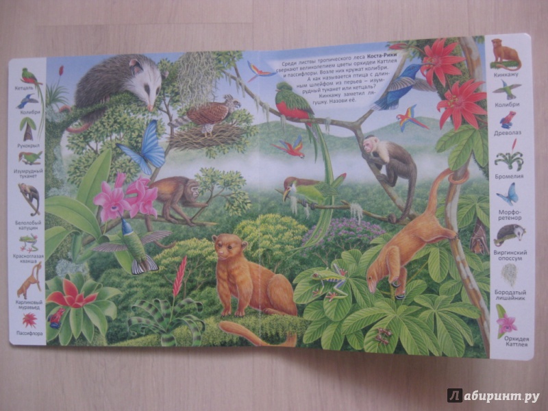 Иллюстрация 7 из 39 для Животные и растения тропических лесов | Лабиринт - книги. Источник: Ведникова  Светлана