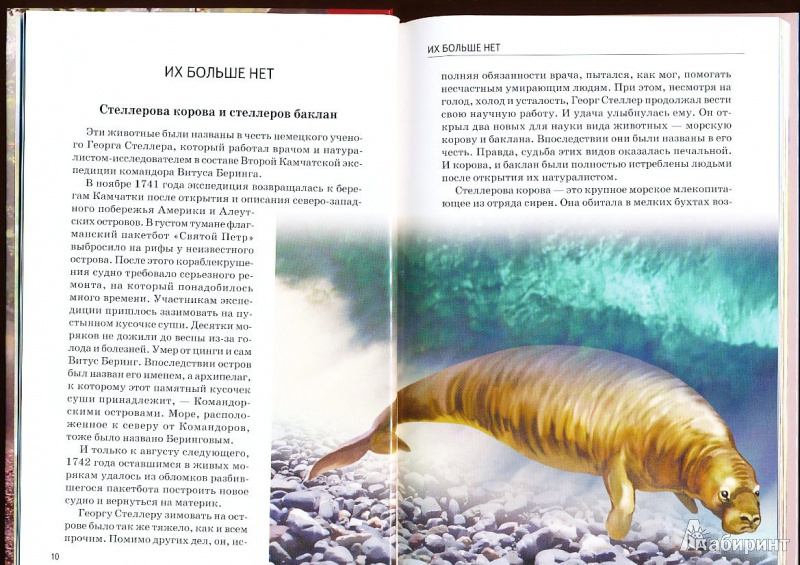 Иллюстрация 6 из 32 для Животные из Красной книги России - Юлия Дунаева | Лабиринт - книги. Источник: sandy