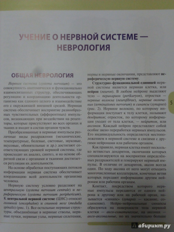 Иллюстрация 5 из 26 для Анатомия человека. Учебник в 3-х томах. Том 3. Нервная система. Органы чувств - Ничипорук, Колесников, Гайворонский | Лабиринт - книги. Источник: Салус