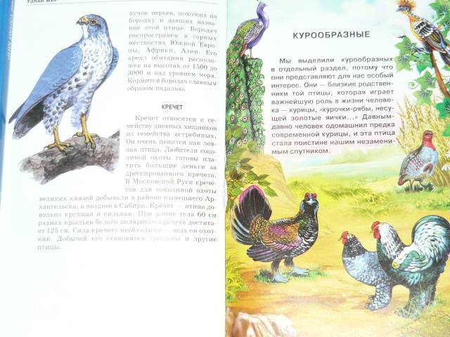 Иллюстрация 7 из 20 для Птицы - Александр Бугаев | Лабиринт - книги. Источник: Ромашка:-)