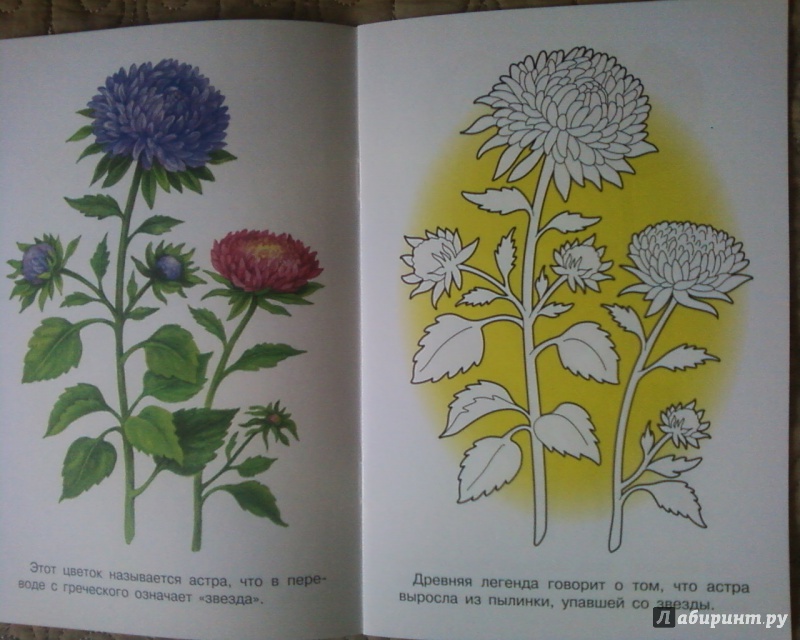 Иллюстрация 17 из 33 для Раскраска "Садовые цветы" | Лабиринт - книги. Источник: Родионова  Надежда