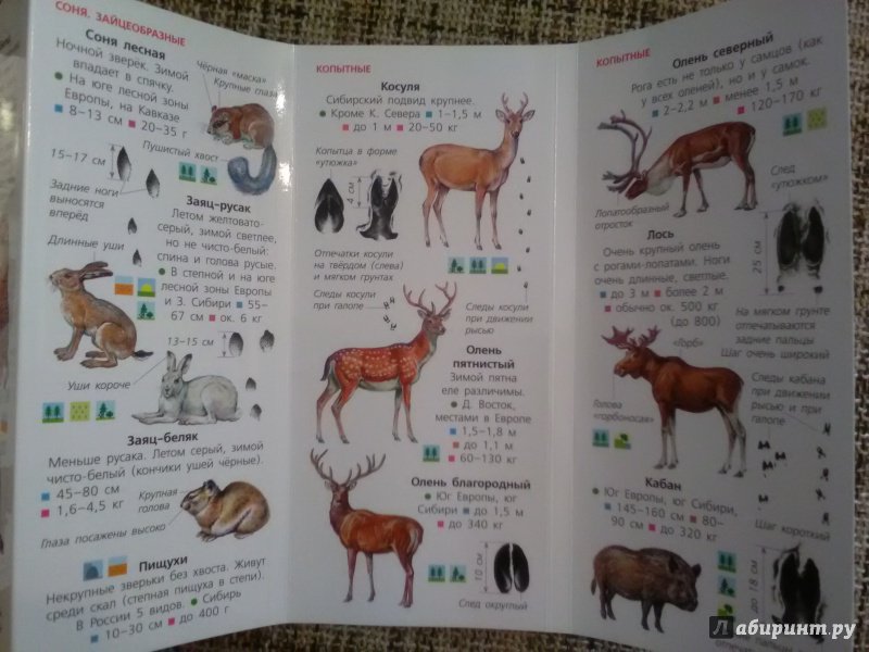 Иллюстрация 4 из 18 для Животные. Определитель для малышей | Лабиринт - книги. Источник: SergP