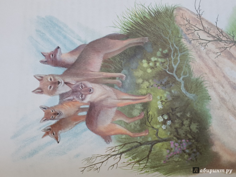 Иллюстрация 25 из 28 для Рассказы о животных - Эрнест Сетон-Томпсон | Лабиринт - книги. Источник: Вера