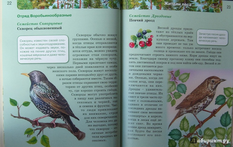 Иллюстрация 19 из 61 для Птицы | Лабиринт - книги. Источник: Соловьев  Владимир