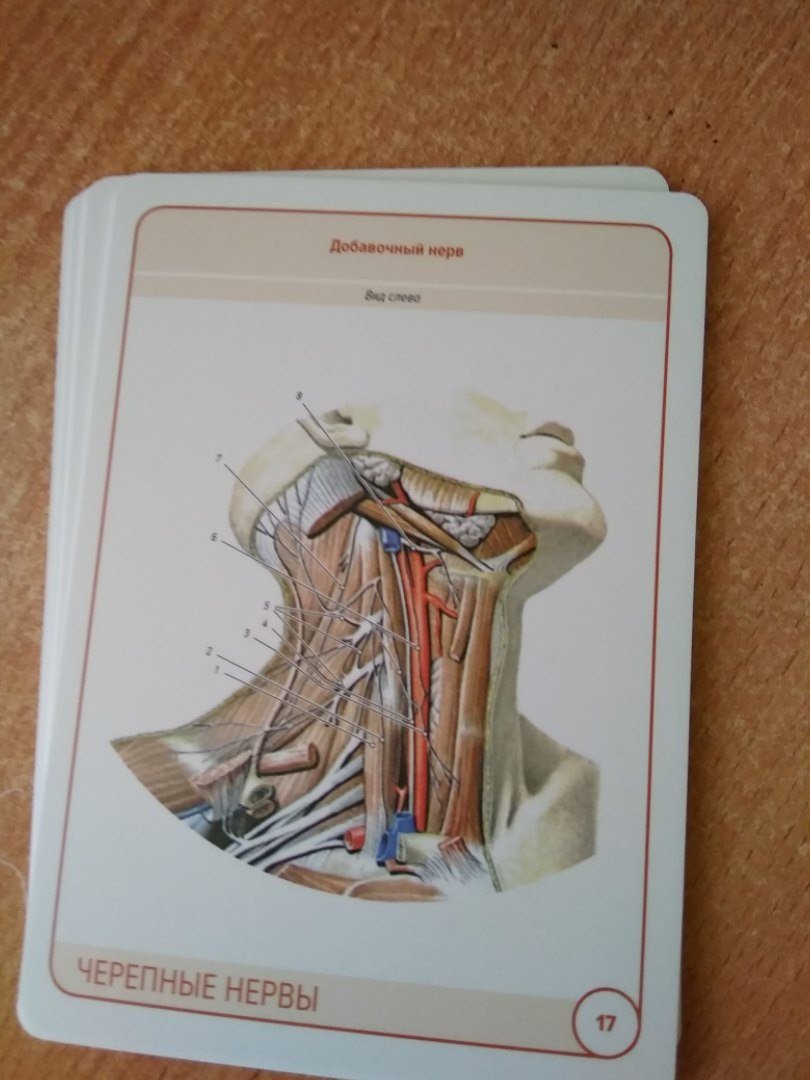 Иллюстрация 4 из 7 для Анатомия человека.Черепные нервы. Карточки (26 шт) - Сапин, Николенко, Тимофеева | Лабиринт - книги. Источник: Бачкалов Егор