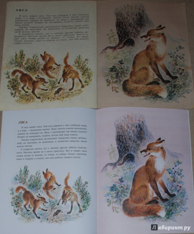 Иллюстрация 31 из 61 для В нашем лесу - Вера Чаплина | Лабиринт - книги. Источник: Книжный кот