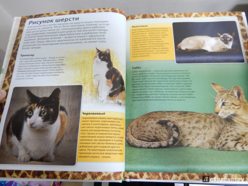 Иллюстрация 6 из 20 для Энциклопедия о кошках. Все о кошках | Лабиринт - книги. Источник: dbyyb
