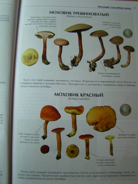 Иллюстрация 16 из 27 для Все о съедобных грибах | Лабиринт - книги. Источник: D.OLGA