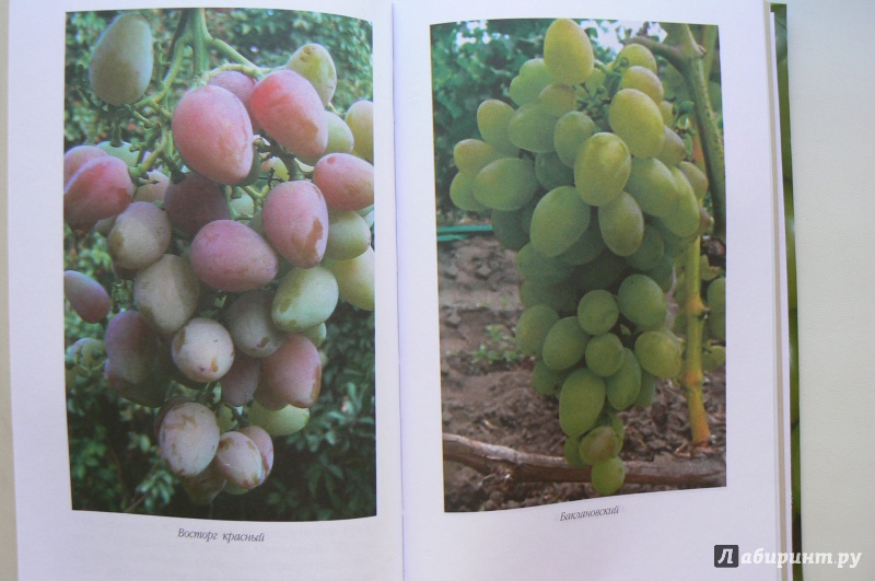 Иллюстрация 8 из 8 для Выращивание винограда в средней полосе - Корсуков, Ежова | Лабиринт - книги. Источник: Марина