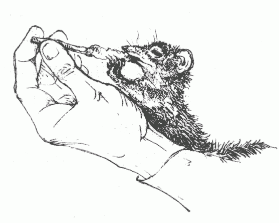 Иллюстрация 2 из 3 для Гончие Бафута. Под пологом пьяного леса - Джеральд Даррелл | Лабиринт - книги. Источник: Nikka