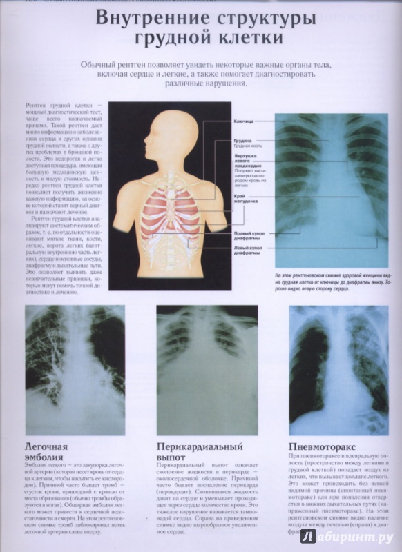 Иллюстрация 13 из 27 для Самый полный атлас по анатомии и физиологии | Лабиринт - книги. Источник: lidiya15