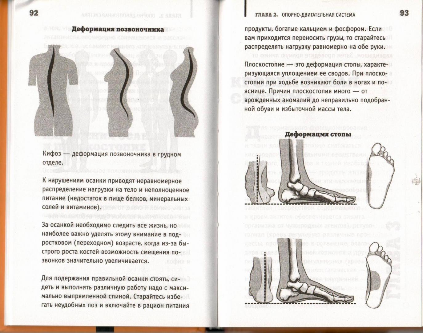 Иллюстрация 24 из 27 для Анатомия на пальцах. Для детей и родителей, которые хотят объяснять детям - Андрей Шляхов | Лабиринт - книги. Источник: Лабиринт