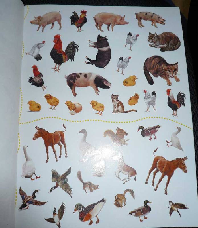 Иллюстрация 14 из 19 для Животные в деревне | Лабиринт - книги. Источник: Кнопа2