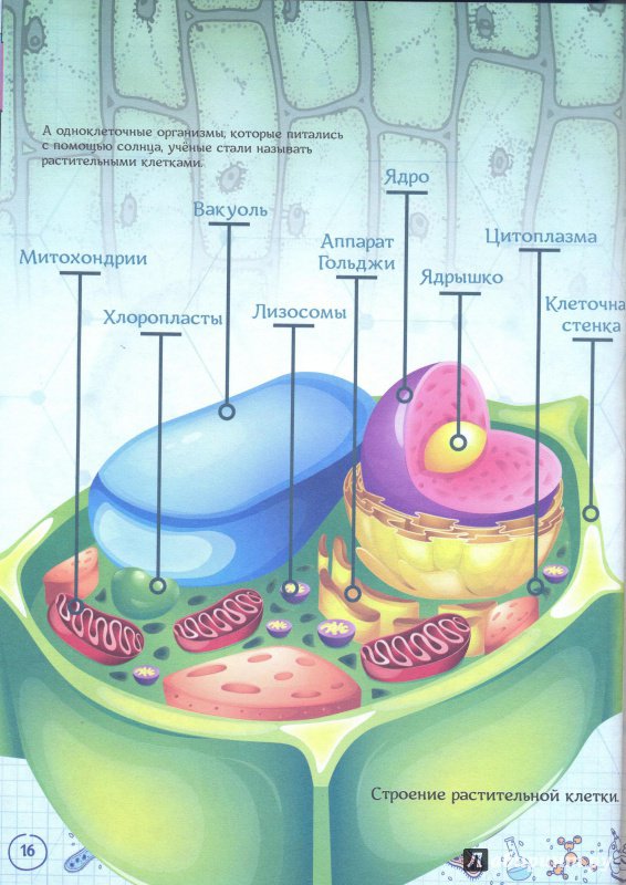 Иллюстрация 2 из 25 для Как одна маленькая клетка изменила целый мир и что такое фотосинтез - Ольга Соколова | Лабиринт - книги. Источник: Сивохо  Елена