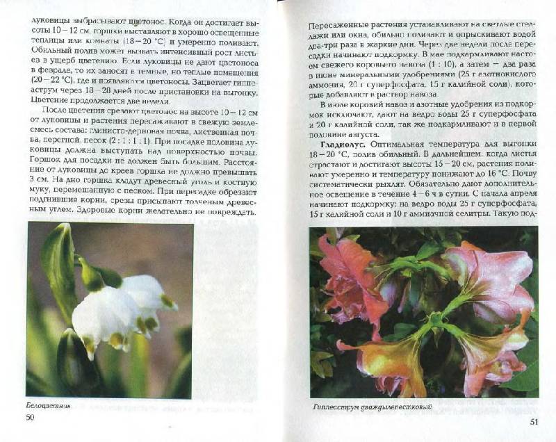 Иллюстрация 7 из 21 для Луковичные и клубневые растения - Е.К. Беляевская | Лабиринт - книги. Источник: Юта
