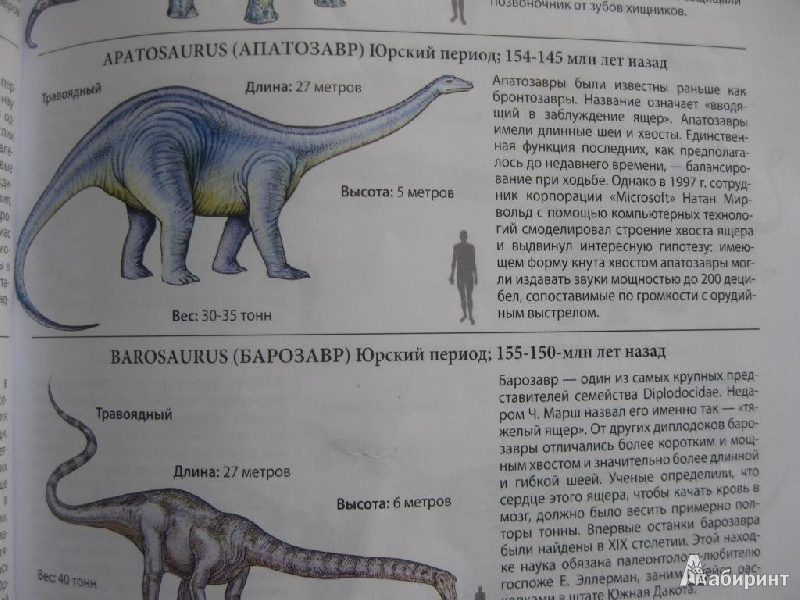 Иллюстрация 6 из 14 для Все о динозаврах | Лабиринт - книги. Источник: Чешева  Олеся