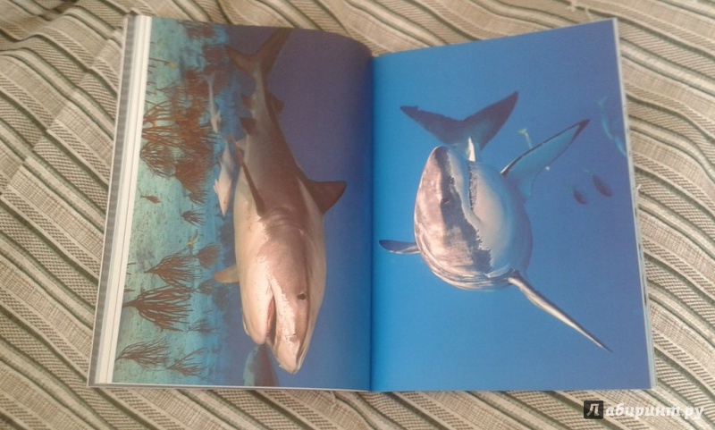 Иллюстрация 19 из 22 для Акулы - Эмма Сэл | Лабиринт - книги. Источник: Соколенко  Света