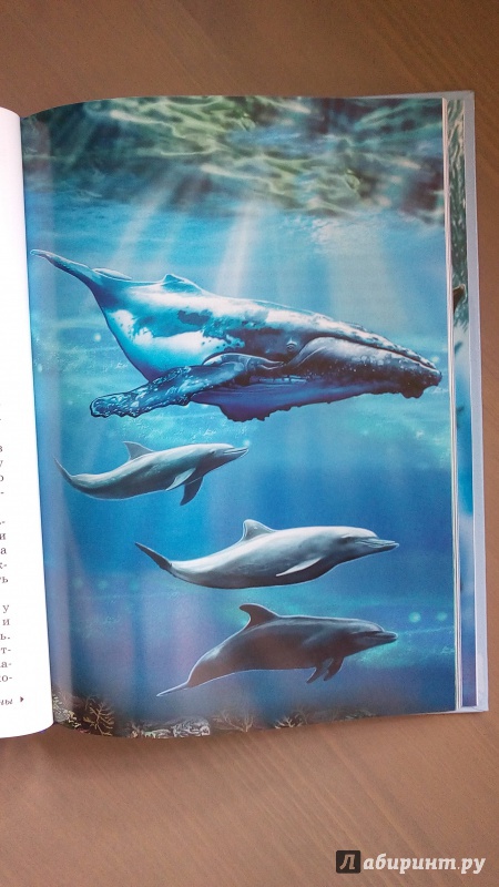 Иллюстрация 19 из 21 для Дельфины и киты - Юлия Дунаева | Лабиринт - книги. Источник: Ивашкина  Анна Андреевна