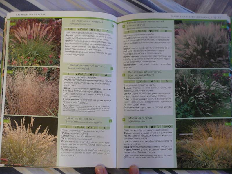 Иллюстрация 11 из 12 для Идеальные растения для вашего сада - Хаген, Борстель | Лабиринт - книги. Источник: КалинаМалина