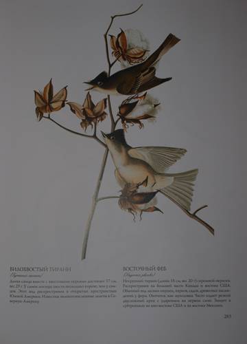 Иллюстрация 31 из 31 для Птицы Америки (в футляре) - Джеймс Одюбон | Лабиринт - книги. Источник: Наталья Бухтиярова