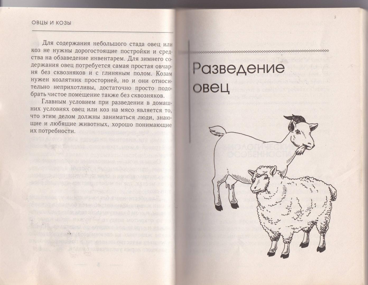 Иллюстрация 6 из 8 для Козы и овцы - Елена Плотникова | Лабиринт - книги. Источник: Татьяна Александровна