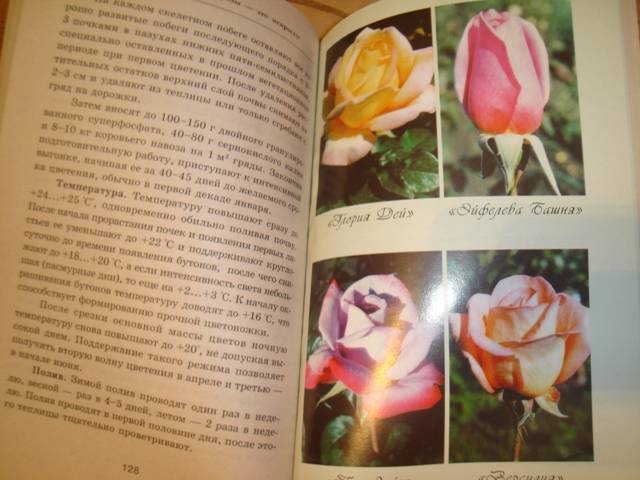 Иллюстрация 5 из 9 для Выращиваем шикарные розы - это непросто! - Любовь Мовсесян | Лабиринт - книги. Источник: Анна Викторовна