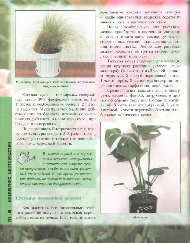 Иллюстрация 8 из 46 для Лучшие комнатные растения - Моисей Миллер | Лабиринт - книги. Источник: Юта