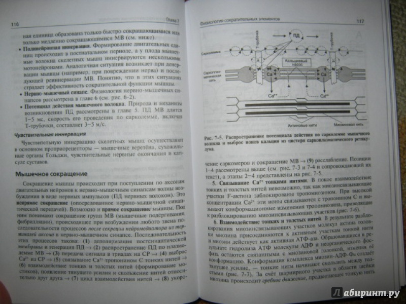 Иллюстрация 16 из 52 для Нормальная физиология. Учебник (+CD) - Ратмир Орлов | Лабиринт - книги. Источник: Евгения39