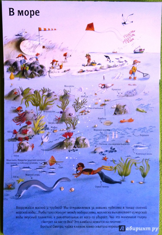 Иллюстрация 28 из 72 для Природа над землей и под землей - Анн-Софи Боманн | Лабиринт - книги. Источник: reader*s