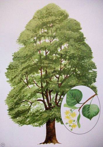 Иллюстрация 6 из 12 для Демонстрационный материал: Деревья, кусты, грибы | Лабиринт - книги. Источник: Иванна