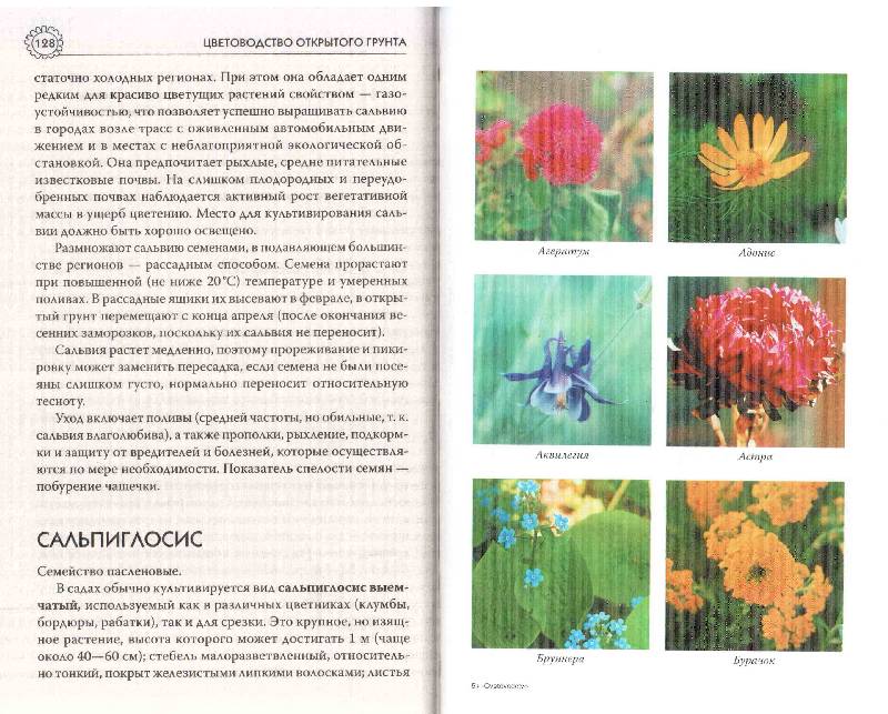 Иллюстрация 8 из 29 для Цветоводство открытого грунта - Мария Цветкова | Лабиринт - книги. Источник: Юта