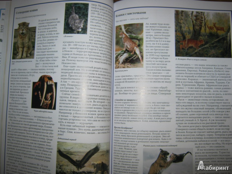 Иллюстрация 11 из 25 для Загадки животного мира - Калашников, Лаврова | Лабиринт - книги. Источник: Евгения39