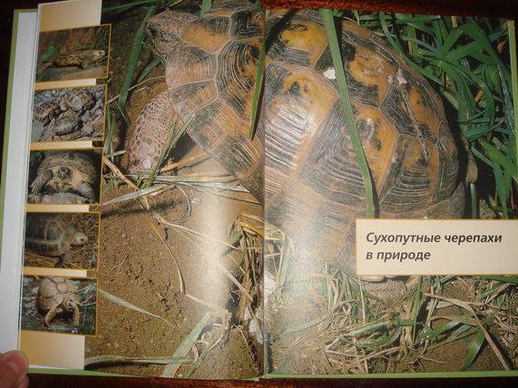Иллюстрация 28 из 35 для Сухопутные черепахи - Райнер Прашага | Лабиринт - книги. Источник: gekky_N