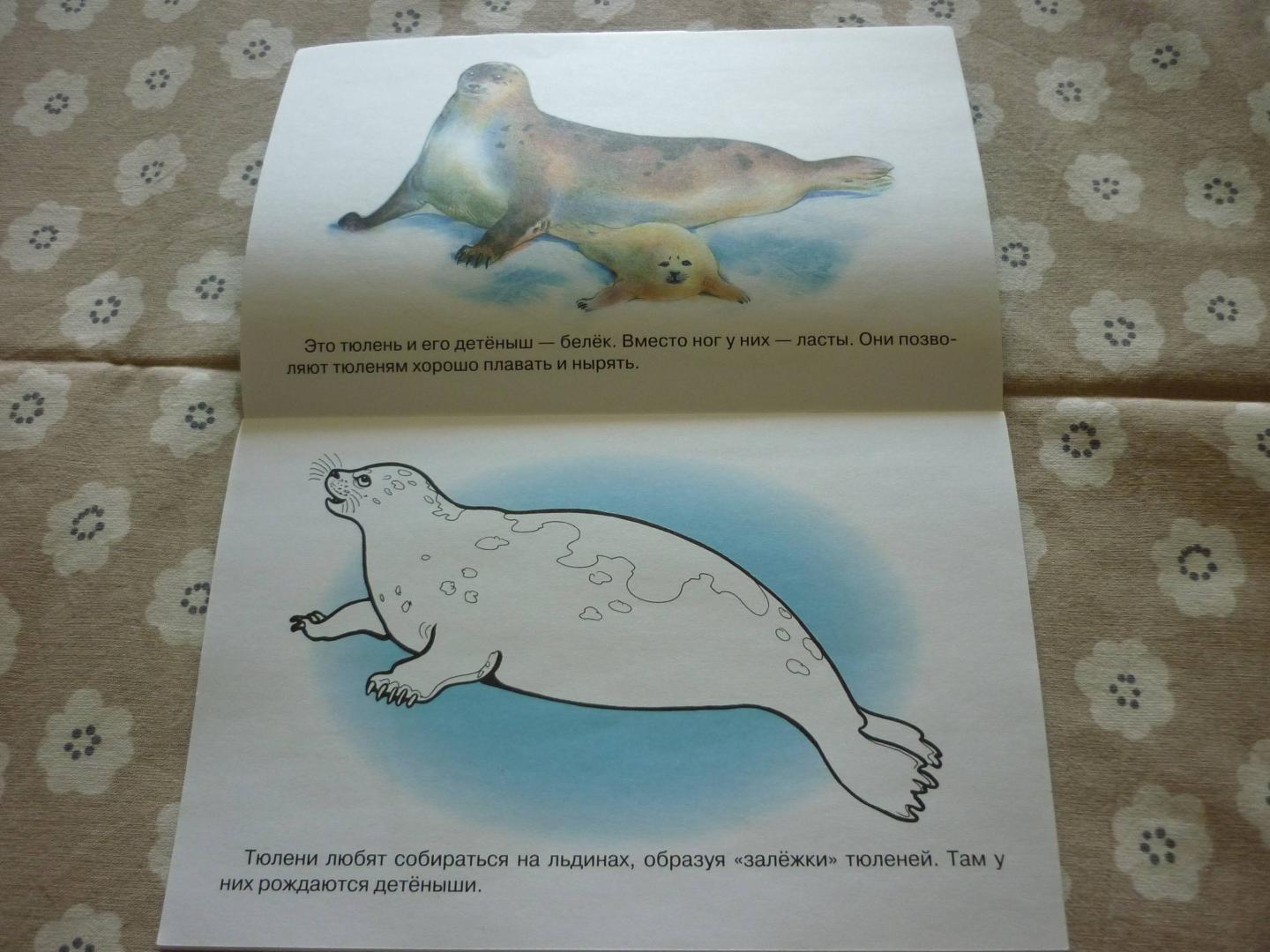 Иллюстрация 14 из 23 для Раскраска. Животные Арктики и Антарктики. | Лабиринт - книги. Источник: Лабиринт