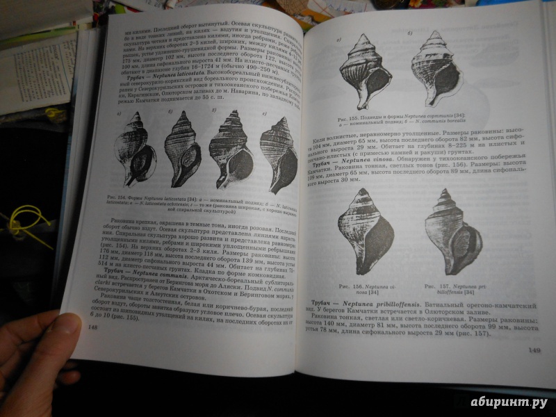 Иллюстрация 27 из 44 для Пресноводные и морские животные Камчатки. Рыбы, крабы, моллюски, иглокожие, морские млекопитающие - Анатолий Сметанин | Лабиринт - книги. Источник: Савина  Евгения