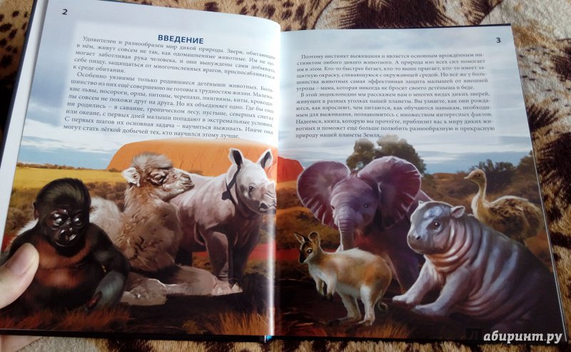 Иллюстрация 11 из 15 для Хочу знать. Детеныши животных | Лабиринт - книги. Источник: Oksana