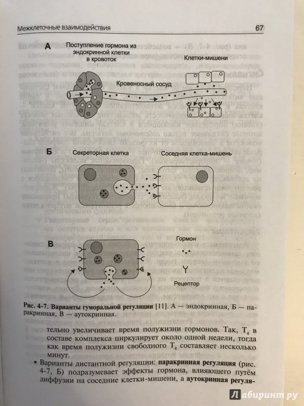 Иллюстрация 43 из 52 для Нормальная физиология. Учебник (+CD) - Ратмир Орлов | Лабиринт - книги. Источник: Ромыдтчъ