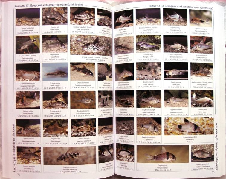 Иллюстрация 3 из 11 для Энциклопедия аквариумных рыб | Лабиринт - книги. Источник: Луговая Собачка
