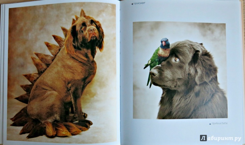 Иллюстрация 5 из 18 для 101 фотогерой. С любовью к собакам - Рейчел Хэйл | Лабиринт - книги. Источник: Костина Анастасия
