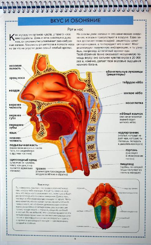 Иллюстрация 7 из 14 для Атлас анатомии человека с перекидными прозрачными постерами (малый) - Ганьон, Мерсеро | Лабиринт - книги. Источник: Валерия