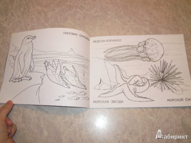 Иллюстрация 4 из 9 для Изучаем и раскрашиваем. Морские животные | Лабиринт - книги. Источник: Iwolga