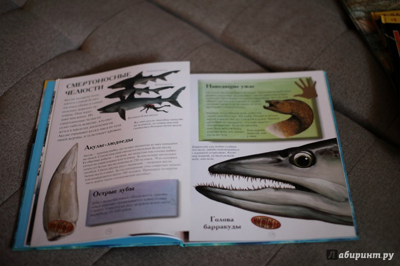 Иллюстрация 15 из 32 для Акулы и другие обитатели подводного мира - Дэниел Гилпин | Лабиринт - книги. Источник: Сорокина  Оленька Игоревна