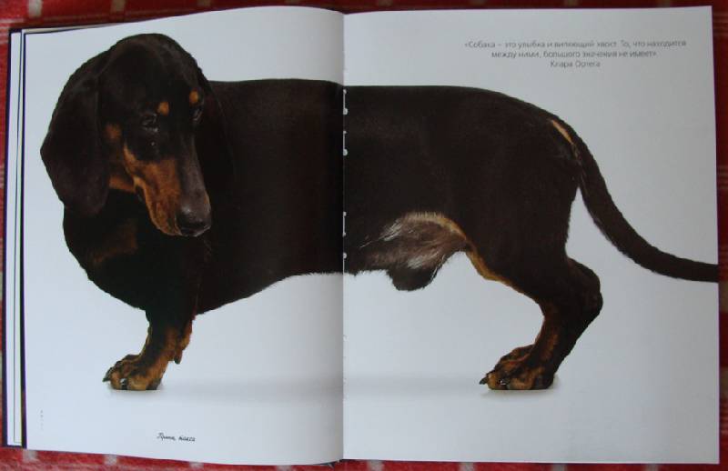 Иллюстрация 30 из 37 для Жизнь собак - Громис ди Трана Катерина | Лабиринт - книги. Источник: ЛиС-а