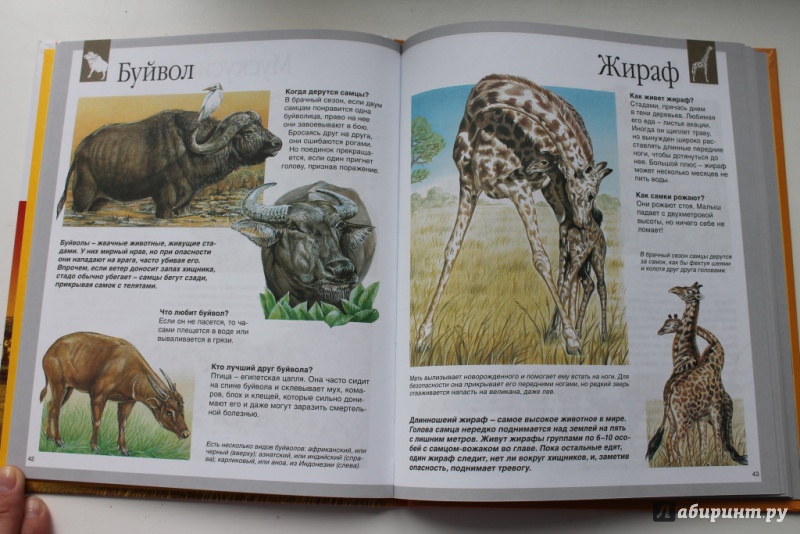 Иллюстрация 25 из 50 для Животные - Букобза, Мулинье | Лабиринт - книги. Источник: Макарова  Анастасия